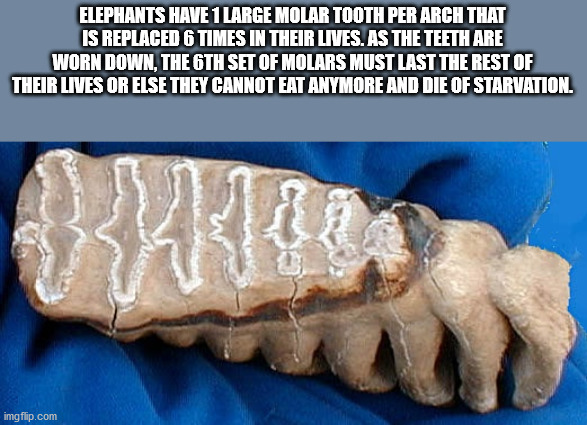 carl sagan - Elephants Have 1 Large Molar Tooth Per Arch That Is Replaced 6 Times In Their Lives. As The Teeth Are Worn Down, The 6TH Set Of Molars Must Last The Rest Of Their Lives Or Else They Cannot Eat Anymore And Die Of Starvation. imgflip.com