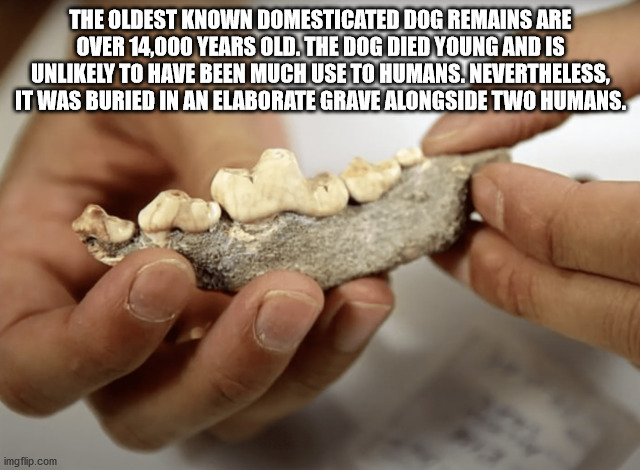 The Oldest Known Domesticated Dog Remains Are Over 14,000 Years Old. The Dog Died Young And Is Unly To Have Been Much Use To Humans. Nevertheless, It Was Buried In An Elaborate Grave Alongside Two Humans. imgflip.com