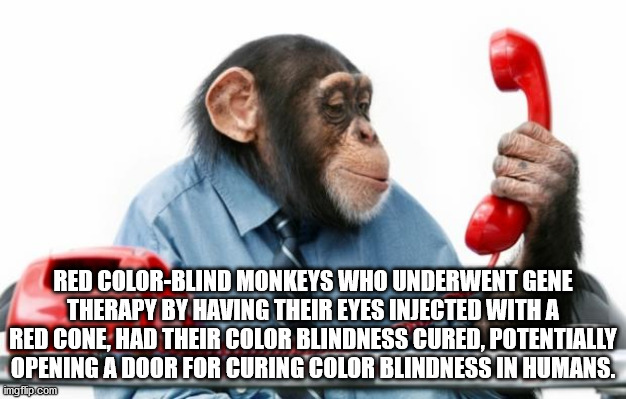 photo caption - Red ColorBlind Monkeys Who Underwent Gene Therapy By Having Their Eyes Injected With A Red Cone, Had Their Color Blindness Cured, Potentially Opening A Door For Curing Color Blindness In Humans. imgflip.com