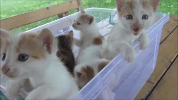 kittens meowing gif