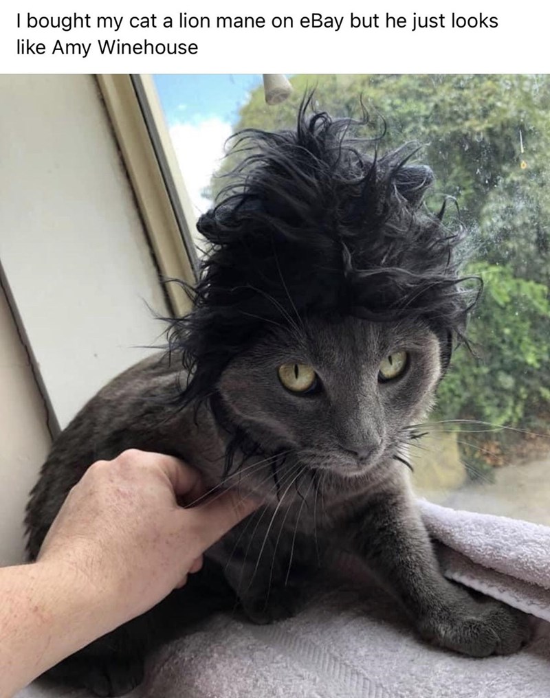 photo caption - I bought my cat a lion mane on eBay but he just looks Amy Winehouse