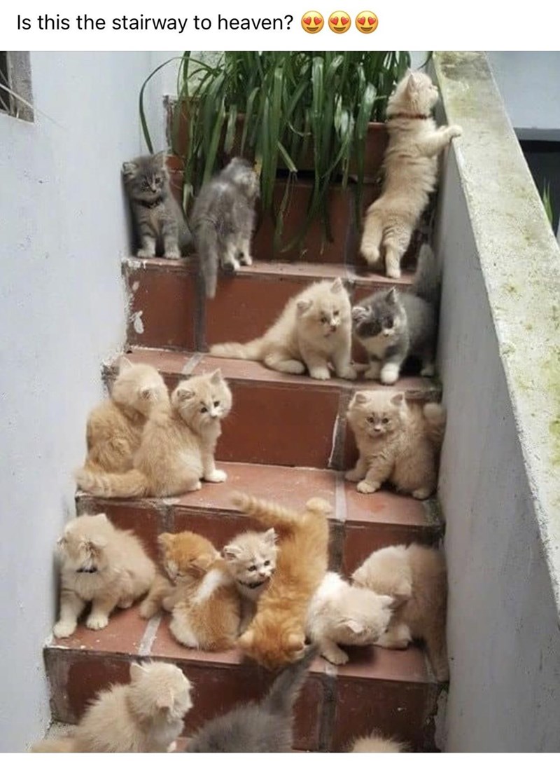 Is this the stairway to heaven?
