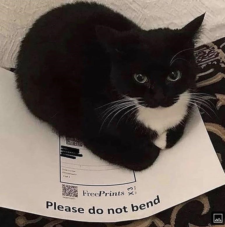 please do not bend cat - Please do not bend FreePrints