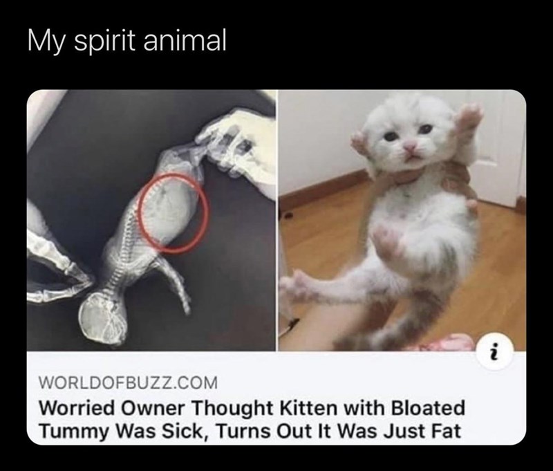 photo caption - My spirit animal i Worldofbuzz.Com Worried Owner Thought Kitten with Bloated Tummy Was Sick, Turns Out It Was Just Fat