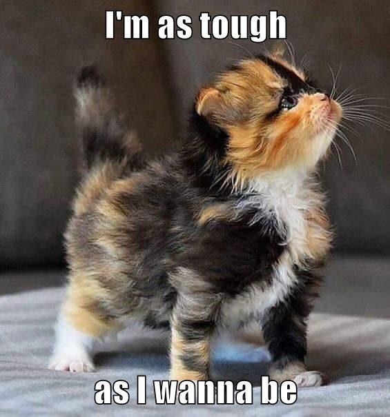 really cute cats - I'm as tough as I wanna be