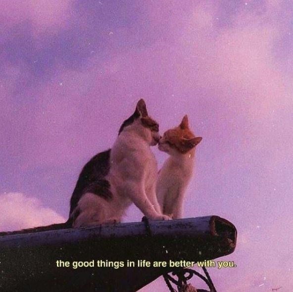 cat couple aesthetic - the good things in life are better with you.