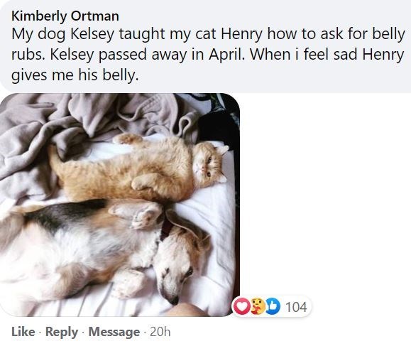fauna - Kimberly Ortman My dog Kelsey taught my cat Henry how to ask for belly rubs. Kelsey passed away in April. When i feel sad Henry gives me his belly. 09D 104 Message 20h
