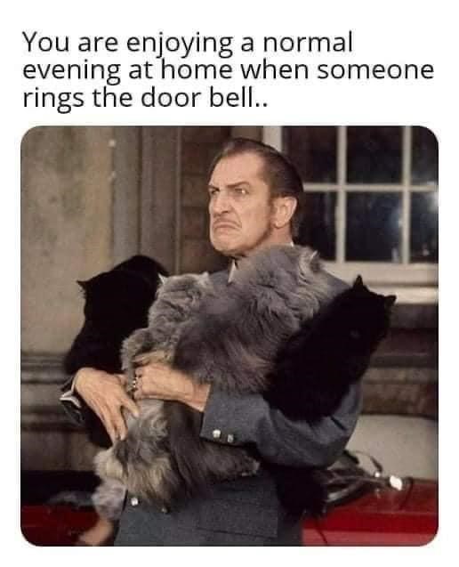 vincent price holding cats - You are enjoying a normal evening at home when someone rings the door bell..