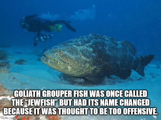 loggerhead - Goliath Grouper Fish Was Once Called The Jewfish But Had Its Name Changed Because It Was Thought To Be Too Offensive imgflip.com