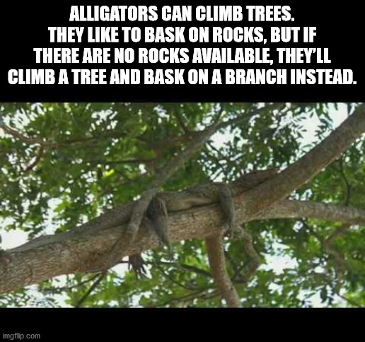 crocodile climbing - Alligators Can Climb Trees. They To Bask On Rocks, But If There Are No Rocks Available, They'Ll Climb A Tree And Bask On A Branch Instead. imgflip.com