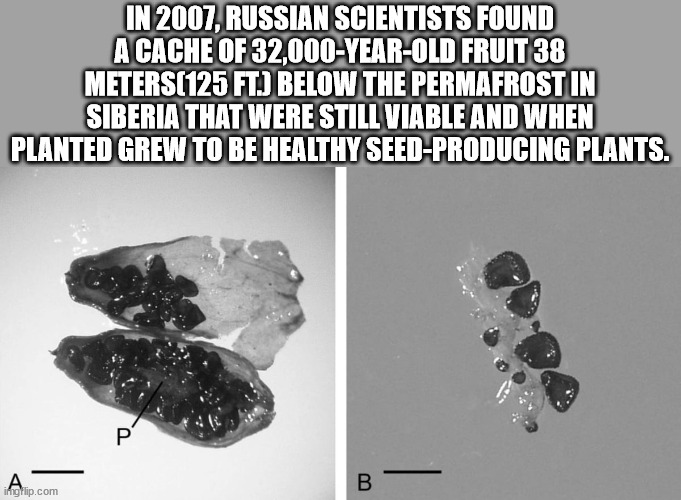 silene stenophylla - In 2007, Russian Scientists Found A Cache Of 32,000YearOld Fruit 38 Meters125 Ft Below The Permafrost In Siberia That Were Still Viable And When Planted Grew To Be Healthy SeedProducing Plants. A B imgflip.com