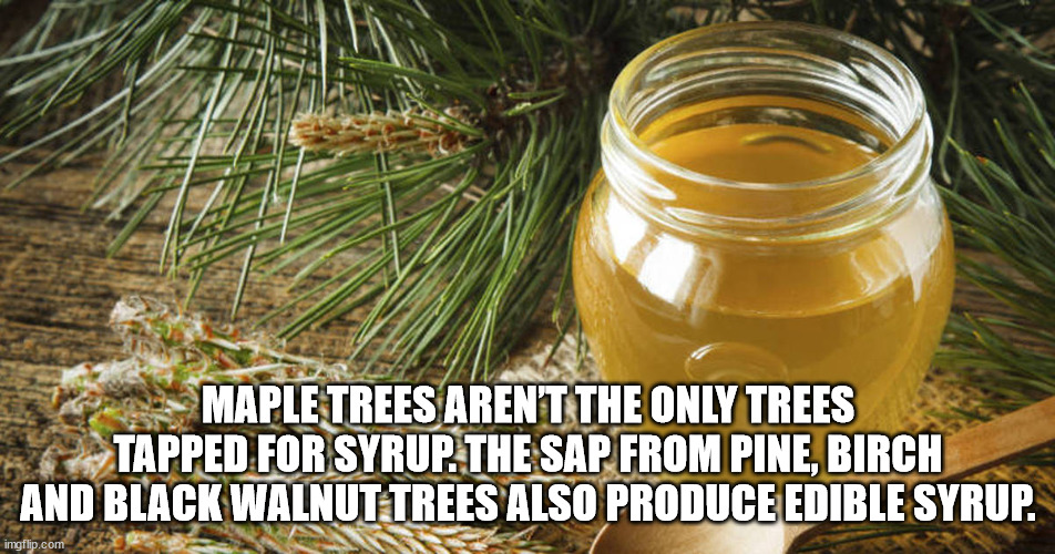 Maple Trees Arent The Only Trees Tapped For Syrup. The Sap From Pine, Birch And Black Walnut Trees Also Produce Edible Syrup. imgflip.com