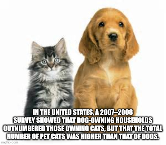 In The United States, A 20072008 Survey Showed That DogOwning Households Outnumbered Those Owning Cats, But That The Total Number Of Pet Cats Was Higher Than That Of Dogs. imgflip.com