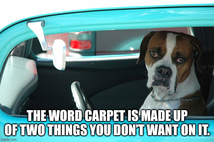 dogs in cars - The Word Carpet Is Made Up Of Two Things You Dont Want On It. imgflip.com