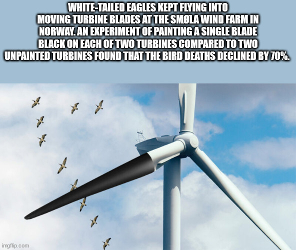 wind turbine - WhiteTailed Eagles Kept Flying Into Moving Turbine Blades At The Smla Wind Farm In Norway. An Experiment Of Painting A Single Blade Black On Each Of Two Turbines Compared To Two Unpainted Turbines Found That The Bird Deaths Declined By 70%.