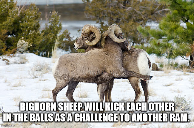 fauna - Bighorn Sheep Will Kick Each Other In The Balls As A Challenge To Another Ram. Thighlig.com