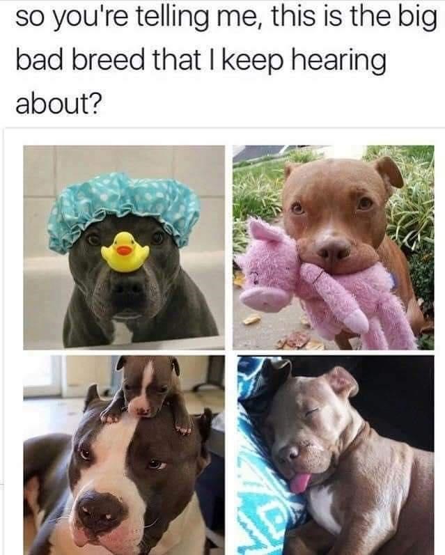 pibbles meme - so you're telling me, this is the big bad breed that I keep hearing about?