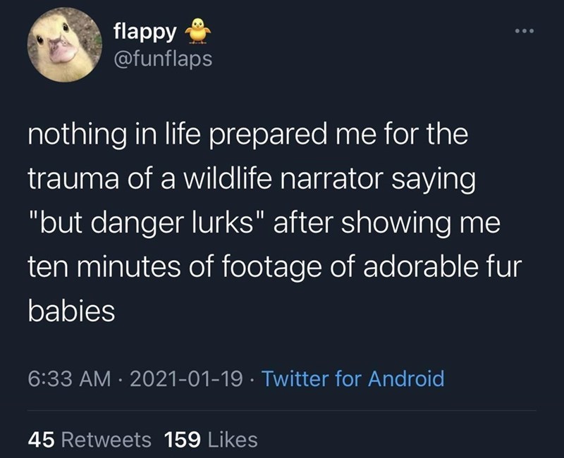 atmosphere - flappy nothing in life prepared me for the trauma of a wildlife narrator saying "but danger lurks" after showing me ten minutes of footage of adorable fur babies Twitter for Android 45 159