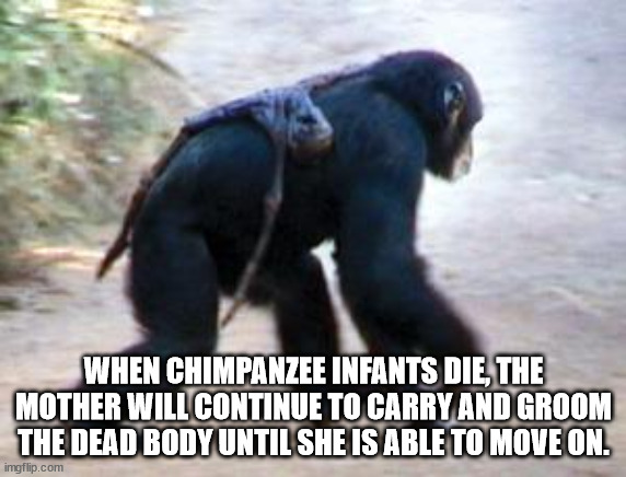 photo caption - When Chimpanzee Infants Die, The Mother Will Continue To Carry And Groom The Dead Body Until She Is Able To Move On. imgflip.com