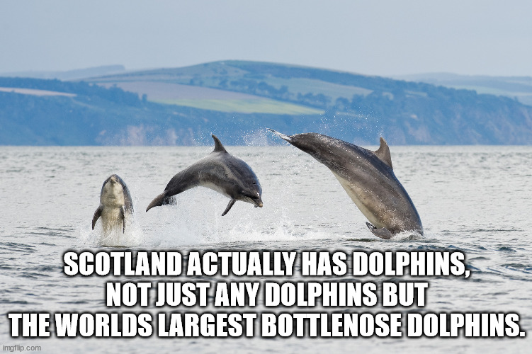 fauna - Scotland Actually Has Dolphins, Not Just Any Dolphins But The Worlds Largest Bottlenose Dolphins. imgflip.com