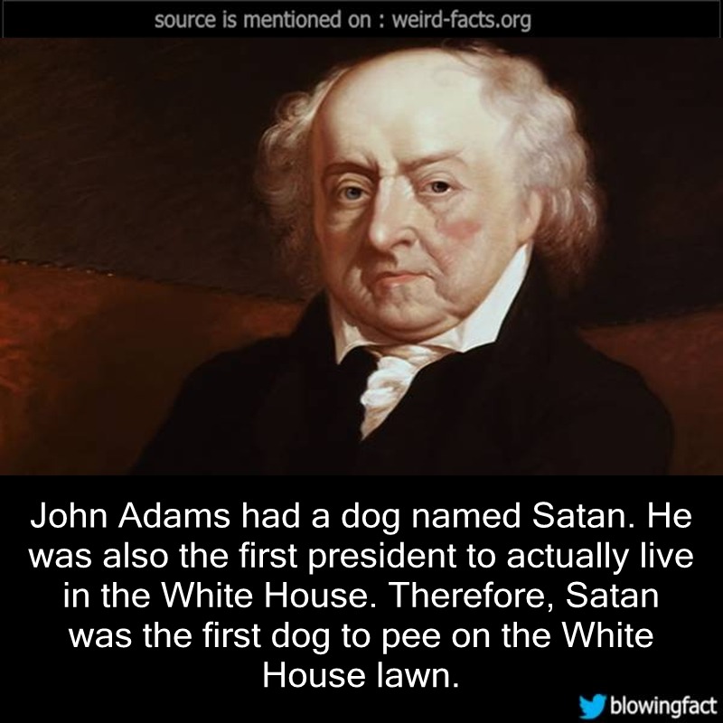 john adams president - source is mentioned on weirdfacts.org John Adams had a dog named Satan. He was also the first president to actually live in the White House. Therefore, Satan was the first dog to pee on the White House lawn. blowingfact