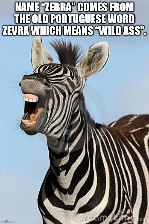 smiling zebra - Name Zebra Comes From The Old Portuguese Word Zevra Which Means 'Wild Ass". dreameror imgflip.com