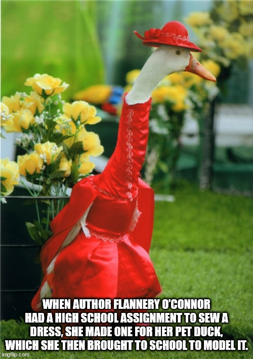 sydney annual duck fashion show - When Author Flannery O'Connor Had A High School Assignment To Sewa Dress, She Made One For Her Pet Duck, Which She Then Brought To School To Model It. imgflip.com Sans