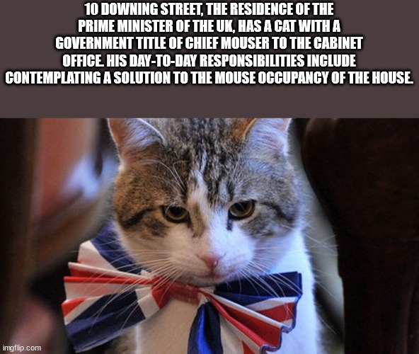 10 Downing Street, The Residence Of The Prime Minister Of The Uk, Has A Cat With A Government Title Of Chief Mouser To The Cabinet Office His DayToDay Responsibilities Include Contemplating A Solution To The Mouse Occupancy Of The House. imgflip.com