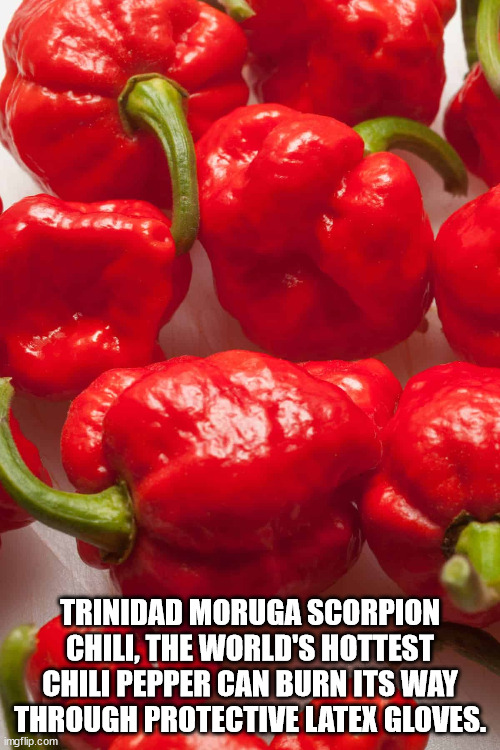 natural foods - Trinidad Moruga Scorpion Chili, The World'S Hottest Chili Pepper Can Burn Its Way Through Protective Latex Gloves. imgflip.com
