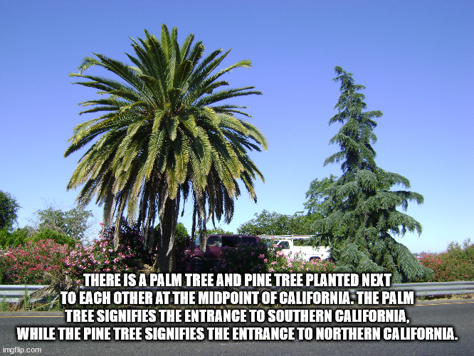 middle of california palm tree - There Is A Palm Tree And Pine Tree Planted Next To Each Other At The Midpoint Of California. The Palm Tree Signifies The Entrance To Southern California, While The Pine Tree Signifies The Entrance To Northern California. i
