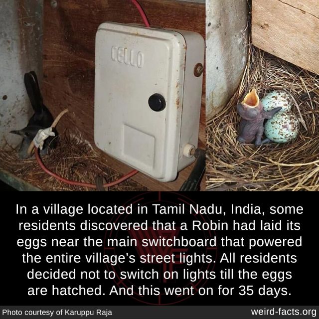electronics - Cello In a village located in Tamil Nadu, India, some residents discovered that a Robin had laid its eggs near the main switchboard that powered the entire village's street lights. All residents decided not to switch on lights till the eggs 