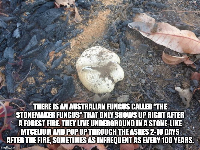 kanye west taylor swift - There Is An Australian Fungus Called The Stonemaker Fungus" That Only Shows Up Right After A Forest Fire. They Live Underground In A Stone Mycelium And Pop Up Through The Ashes 210 Days After The Fire, Sometimes As Infrequent As 
