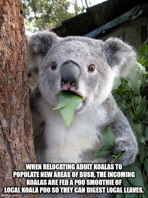 stunned memes - When Relocating Adult Koalas To Populate New Areas Of Bush, The Incoming Koalas Are Fed A Poo Smoothie Of Local Koala Poo So They Can Digest Local Leaves. imgflip.com