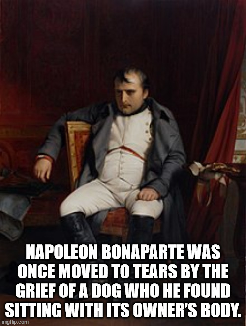 napoléon bonaparte abdicated in fontainebleau - Napoleon Bonaparte Was Once Moved To Tears By The Grief Of A Dog Who He Found Sitting With Its Owner'S Body. imgflip.com