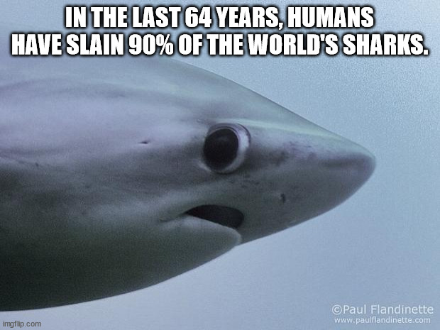 fauna - In The Last 64 Years, Humans Have Slain 90% Of The World'S Sharks. Paul Flandinette imgflip.com