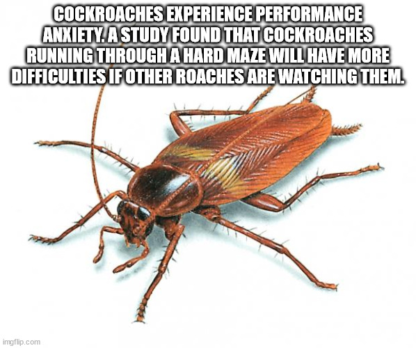 brown banded cockroach - Cockroaches Experience Performance Anxiety. A Study Found That Cockroaches Running Through A Hard Maze Will Have More Difficulties If Other Roaches Are Watching Them. imgflip.com