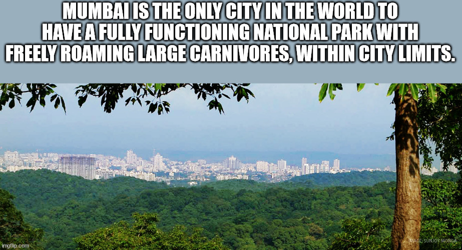 first world cat problems - Mumbai Is The Only City In The World To Have A Fully Functioning National Park With Freely Roaming Large Carnivores, Within City Limits. Mage Sunjoymonga imgflip.com