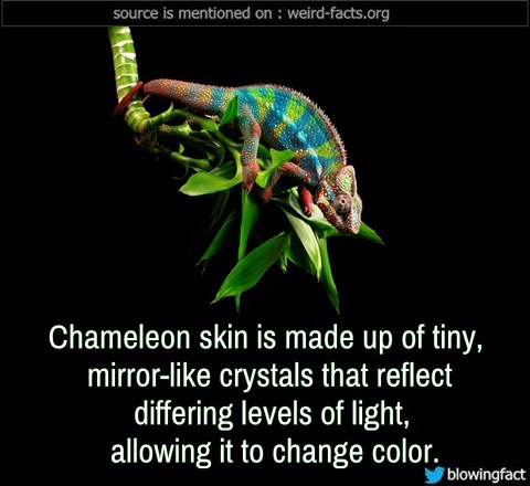fauna - source is mentioned on weirdfacts.org Chameleon skin is made up of tiny, mirror crystals that reflect differing levels of light, allowing it to change color. blowingfact