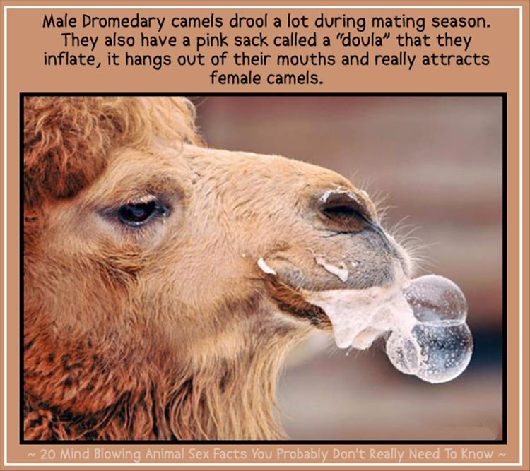 animal sex facts - Male Dromedary camels drool a lot during mating season. They also have a pink sack called a "doula" that they inflate, it hangs out of their mouths and really attracts female camels. 20 Mind Blowing Animal Sex Facts You probably Don't R