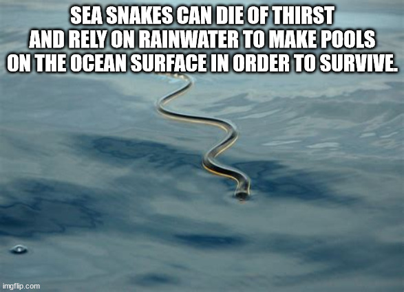 fauna - Sea Snakes Can Die Of Thirst And Rely On Rainwater To Make Pools On The Ocean Surface In Order To Survive. imgflip.com