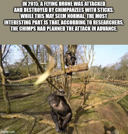 fauna - In 2015, A Flying Drone Was Attacked And Destroyed By Chimpanzees With Sticks. While This May Seem Normal, The Most Interesting Part Is That, According To Researchers, The Chimps Had Planned The Attack In Advance imgflip.com