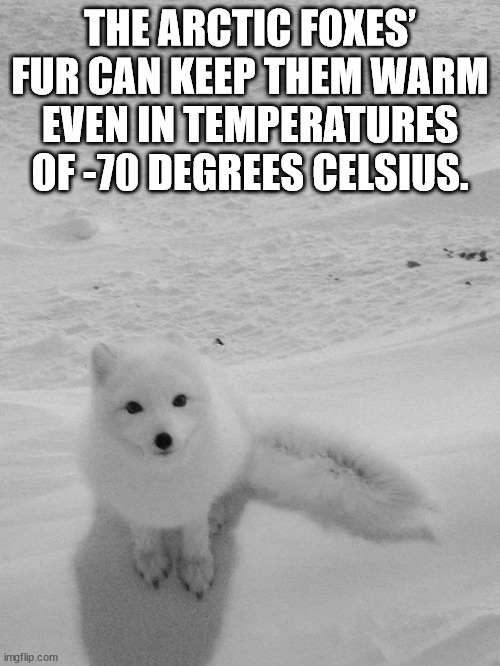 photo caption - The Arctic Foxes Fur Can Keep Them Warm Even In Temperatures Of70 Degrees Celsius. imgflip.com