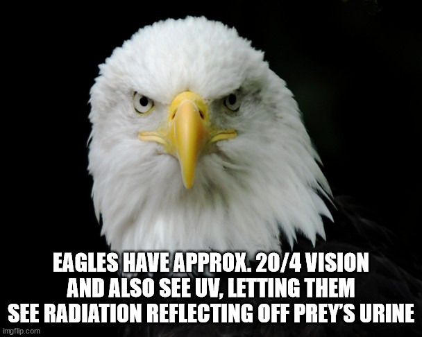 beak - Eagles Have Approx. 204 Vision And Also See Uv, Letting Them See Radiation Reflecting Off Prey'S Urine imgflip.com