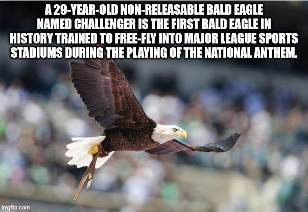 air group - A 29YearOld NonReleasable Bald Eagle Named Challenger Is The First Bald Eagle In History Trained To FreeFly Into Major League Sports Stadiums During The Playing Of The National Anthem. imgflip.com