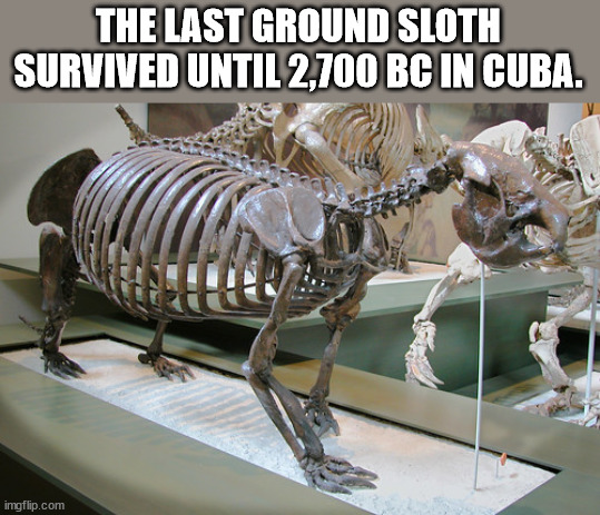 komatsu arrienda - The Last Ground Sloth Survived Until 2,700 Bc In Cuba. imgflip.com