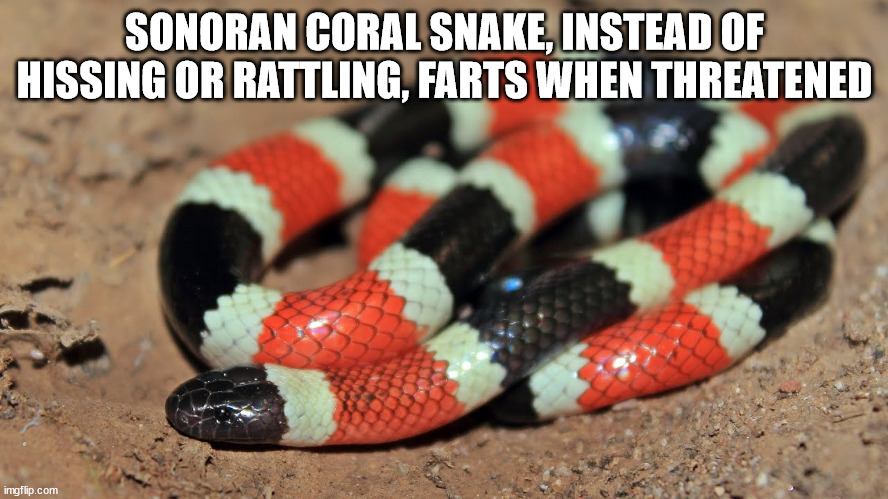 kingsnake - Sonoran Coral Snake, Instead Of Hissing Or Rattling, Farts When Threatened imgflip.com
