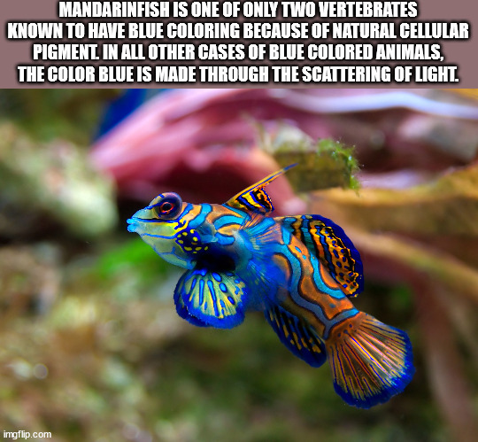 fish paintings - Mandarinfish Is One Of Only Two Vertebrates Known To Have Blue Coloring Because Of Natural Cellular Pigment. In All Other Cases Of Blue Colored Animals, The Color Blue Is Made Through The Scattering Of Light. imgflip.com