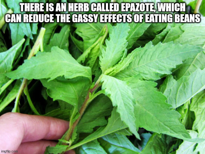 leaf - There Is An Herb Called Epazote, Which Can Reduce The Gassy Effects Of Eating Beans imgflip.com