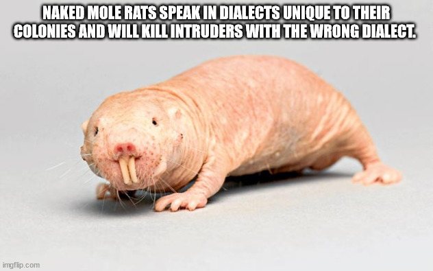 fauna - Naked Mole Rats Speak In Dialects Unique To Their Colonies And Will Kill Intruders With The Wrong Dialect. imgflip.com