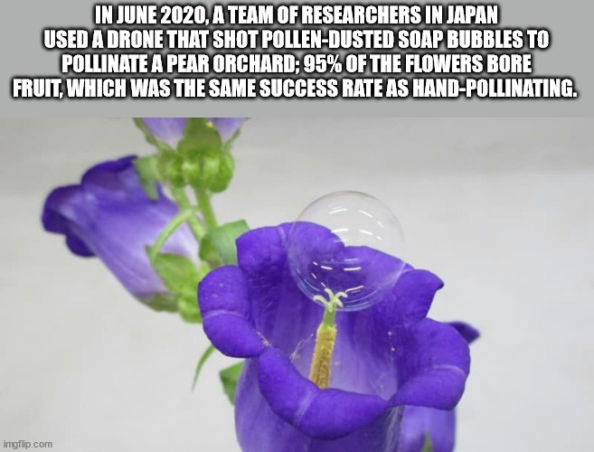 Pollination - In , A Team Of Researchers In Japan Used A Drone That Shot PollenDusted Soap Bubbles To Pollinate A Pear Orchard; 95% Of The Flowers Bore Fruit, Which Was The Same Success Rate As HandPollinating. imgflip.com